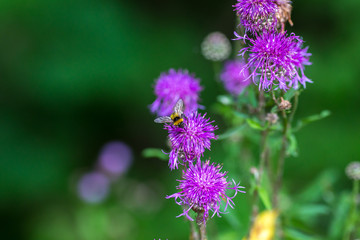 Centaurea scabiosa close up, macro