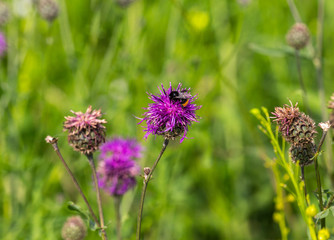 Centaurea scabiosa close up, macro