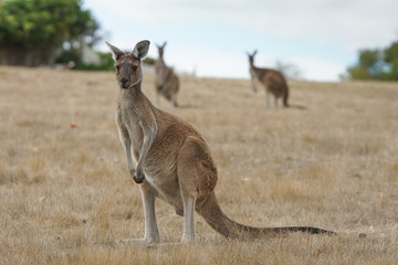 Western Grey Kangaroo, Macropus fuliginosus, photo was taken in Western Australia © alfotokunst