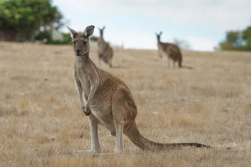 Papier Peint photo autocollant Kangourou Western Grey Kangaroo, Macropus fuliginosus, photo was taken in Western Australia