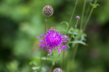 Centaurea scabiosa close up, macro
