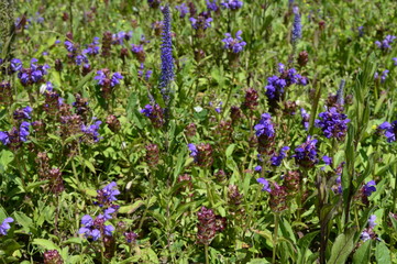 Naklejka premium Prunella grandiflora called as large-flowered selfheal with beautiful purple petals