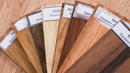 sample of different species of tropical hardwood that grow in Indonesia. forestry and biodiversity...