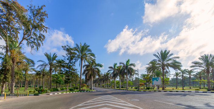 Panoramic view of asphalt road framed by trees and palm trees with partly cloudy sky in a summer day, Montana public park, Alexandria, Egypt