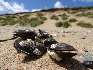Muscheln am Strand im Donmouth Local Nature Reserve