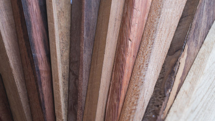 sample of different species of tropical hardwood that grow in Indonesia with the name tag on it. forestry and biodiversity concept