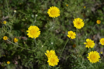 Cota tinctoria called as golden marguerite - beautiful flower with bright yellow inflorescences