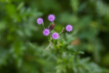 Centaurea scabiosa close up, macro