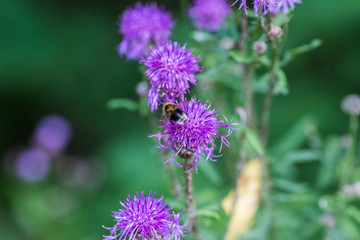 Centaurea scabiosa close up, macro