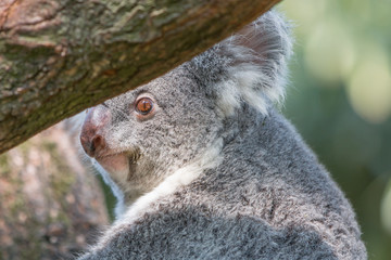 Koala (Phascolarctos cinereus) Koalabär