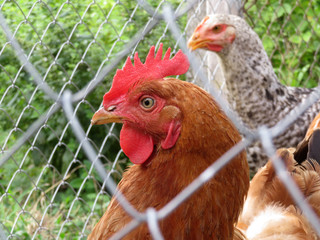 Laying hen in the chicken coop, close-up. Chickens on the summer farm, view through the wire mesh