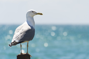 The seagull sits on a iron fence. Wings of a bird. Sea bird.