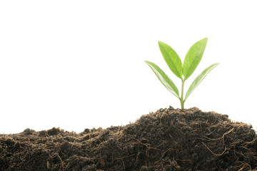 Young plant growing out from soil isolated on white background