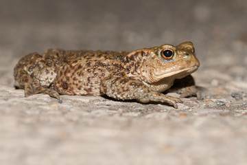 Common Toad (Bufo bufo)/Common Toad migrating across a road to breeding pond