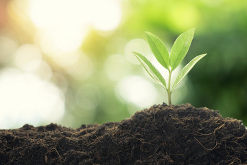 Young plant with morning light on nature background