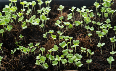 Sprout plant