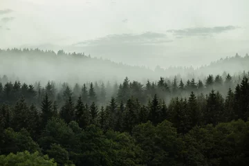 Schilderijen op glas Beautiful foggy forest in the heart of Czech republic © Michal