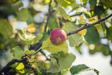 red apple on the tree 