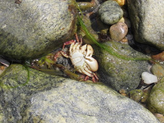 A dead crab at the beach 