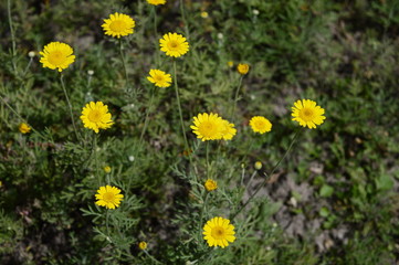 Cota tinctoria called as golden marguerite - beautiful flower with bright yellow inflorescences
