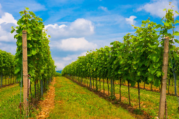 Fototapeta na wymiar Beautiful landscape with summer vineyards