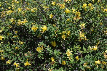 Hypericum hidcote - ornamental freshly green shrub with bright yellow flowers
