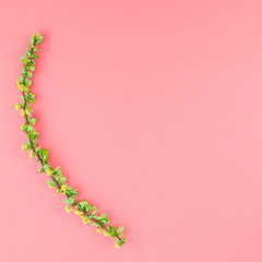 Color paper background with flowering barberry