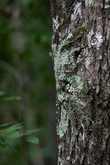 Obraz premium A big tree trunk in the Sharp's Ridge Memorial Park in Knoxville, Tennessee