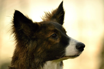 Young energetic dog on a walk. Puppies education, cynology, intensive training of young dogs. Walking dogs in nature.
