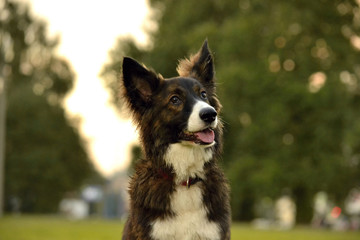 Young energetic dog on a walk. Puppies education, cynology, intensive training of young dogs. Walking dogs in nature.