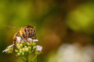 Bee on a white flower collecting pollen and gathering nectar to produce honey in the hive