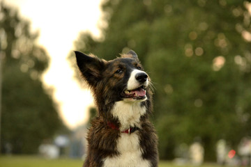 Young energetic dog on a walk. Puppies education, cynology, intensive training of young dogs. Walking dogs in nature.