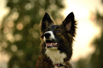 Young energetic dog on a walk. Puppies education, cynology, intensive training of young dogs. Walking dogs in nature.