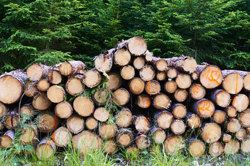  Natural wooden background - closeup of chopped firewood. Firewood stacked and prepared for winter. Pile of wood logs
