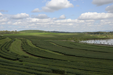 Plantations in Thailand 