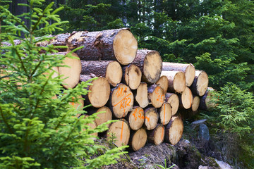 Natural wooden background - closeup of chopped firewood. Firewood stacked and prepared for winter. Pile of wood logs
