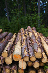  Natural wooden background - closeup of chopped firewood. Firewood stacked and prepared for winter. Pile of wood logs
