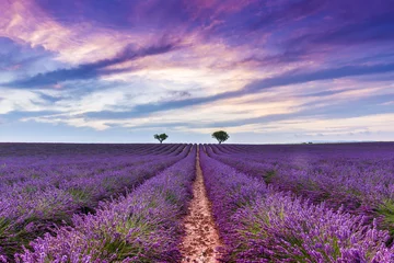 Deurstickers Lavendel Schemering in een lavendelveld in Valensole in de Provence, Frankrijk