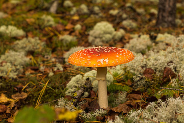 a beautiful fly agaric on a summer day