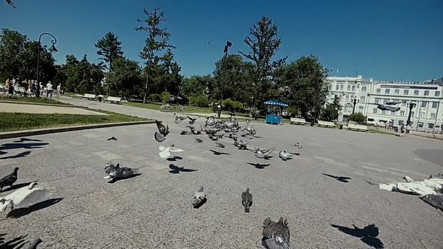 Slow motion of a flock of pigeons in a city Park in clear weather