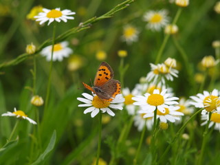 mariposa en campo de margaritas