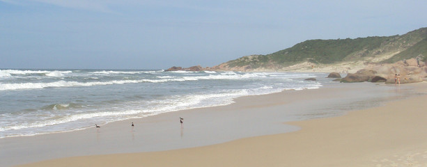 Wading birds on the shoreline