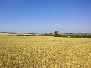 Fototapeta premium golden wheat fields