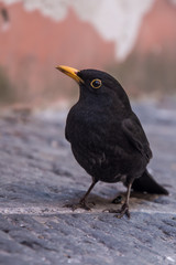 Black thrush