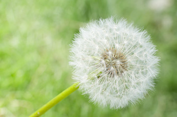 dandelion on green grass