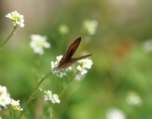 Fototapeta Motyl ze złożonymi skrzydłami siedzi na białym kwiatku, z bliska, zbliżenie, w tle rozmyta łąka z zielonymi roslinami i jasnymi kwiatami obraz
