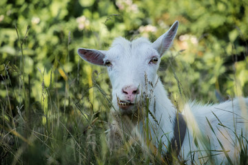 Obraz premium Funniest goat in the village (Capra aegagrus hircus)