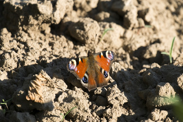 Peacock butterfly sits on the ground (Aglais io)