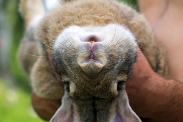 Rabbit enjoys lying on human hands © Lastovetskiy