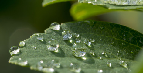 Dew drops on a green leaf
